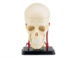 Plastový model Revell Anatomy Model Cranial Nerve Skull 02102