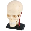 Plastový model Revell Anatomy Model Cranial Nerve Skull 02102