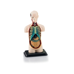 Plastový model Revell Human Body Anatomy model 02100