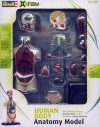 Plastový model Revell Human Body Anatomy model 02100