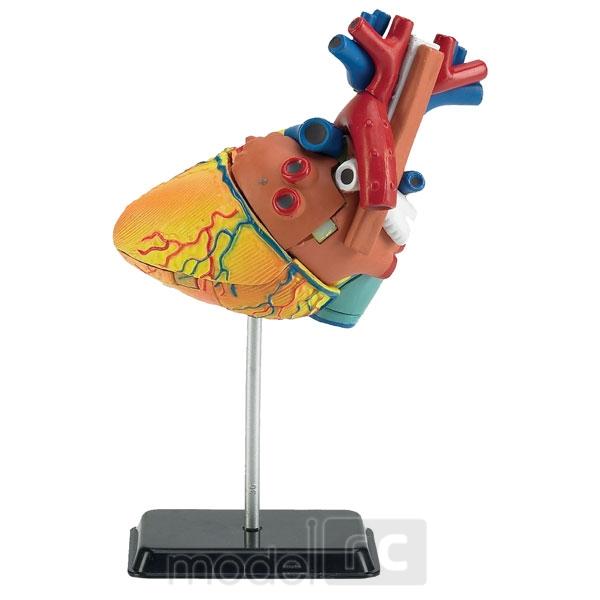 Plastový model Revell Revell X-Ray Anatomy Model Heart 02101